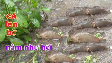 BẮT CÁ TRONG CƠN MƯA KHÔNG NGỜ CÁ LÊN NHƯ HỘI | Phúc TV 84/catch fish