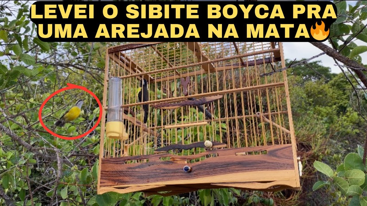 SIBITE FÊMEA COLOU NA GAIOLA DE BOYCA 🔥