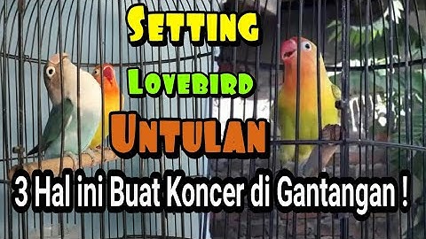 Rawatan Lovebird Paud Untulan | Ternyata Caranya Sesimpel ini !