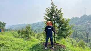 DNW Farm Bandung | Populasi 400 Pohon Di MDPL 850-950