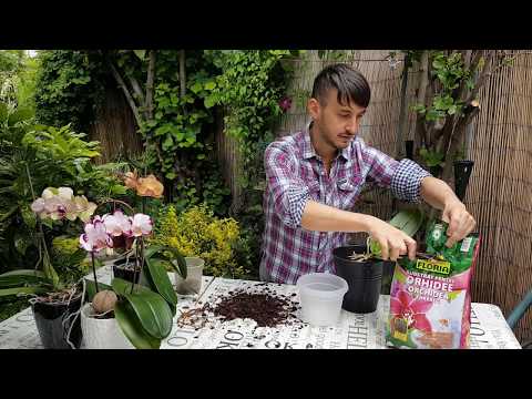Video: Orhideele Coborând Pe Pământ