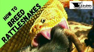 Breeding MONSTER rattlesnakes Tips & Techniques | How-to Breed Rattlesnakes