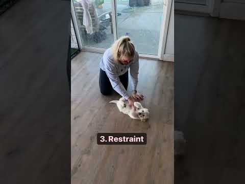 Video: Jak hýčkat domácí kočku: 14 kroků (s obrázky)