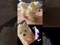 New ESSA!! (Name: Bella) - Duet on Tiktok! #Pomsky #NewESSA #Cute #CallToTheWild