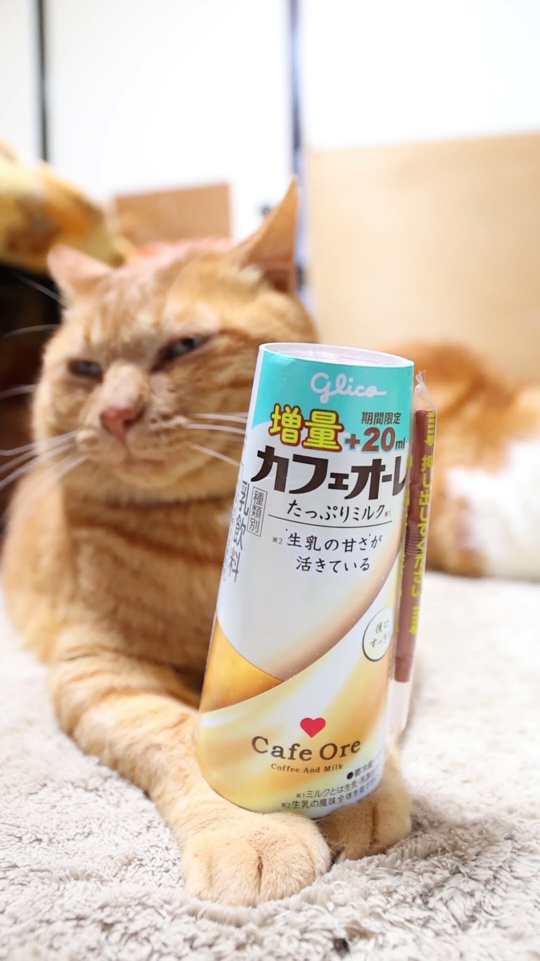 家と森　ie to mori オーバル　皿　プレート　猫　ねこ　ネコ　① 家と森 ie to mori プレート 小皿 オーバル 皿 猫 ねこ ネコ