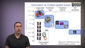 Principles of fMRI Part 1, Module 10a: Spatial and temporal resolution