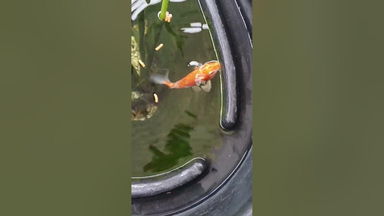 Heute kein stream wegen dem Wetter shorts fische teich kois 