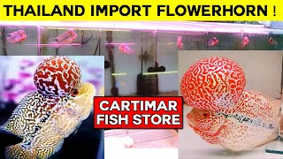 CARTIMAR PET SHOP FLOWERHORN PRICE UDPATE THAILAND IMPORT!!