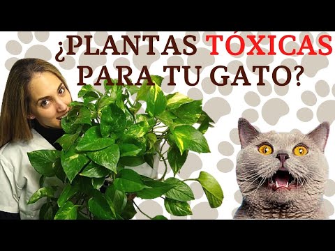 Video: Intoxicación Por Aceite De Poleo En Gatos »Wiki Ùtil Plantas Venenosas Para Gatos
