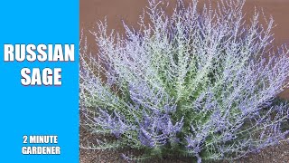 Russian Sage