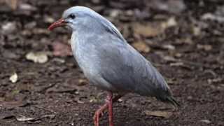 Kagu Behavior Kagu Behavior
