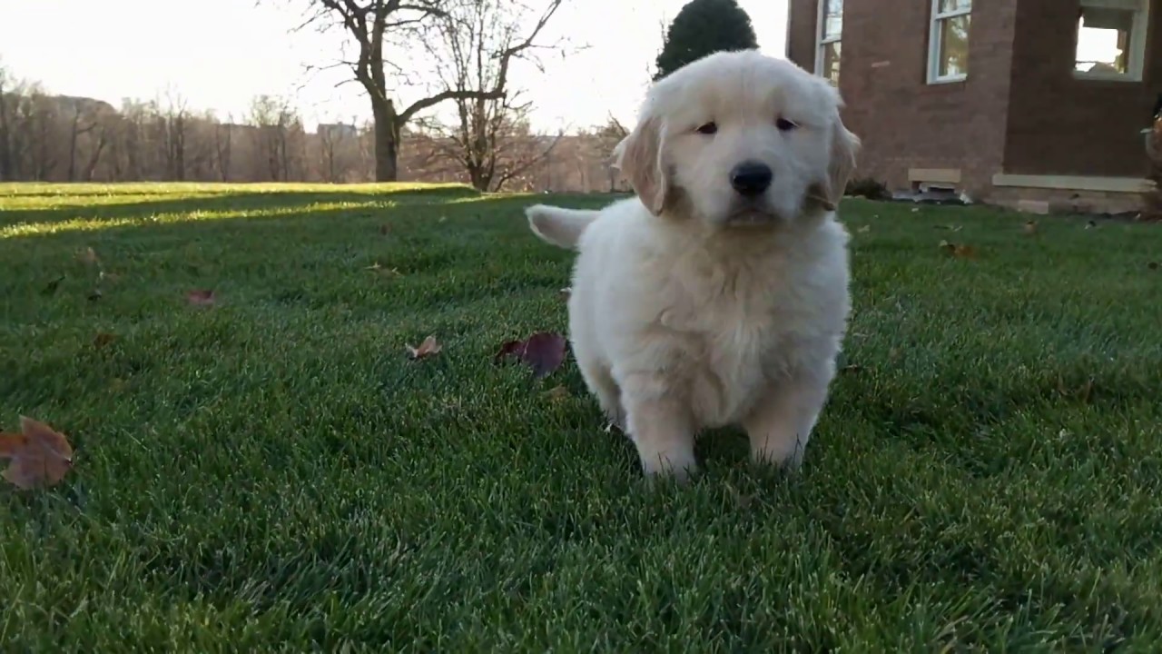 champion bloodline golden retriever puppies