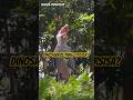 DINOSAURUS YANG TERSISA? #BurungPurba #FaktaMengerikan #HewanLangka #FaktaUnik #Dinosaurus #short