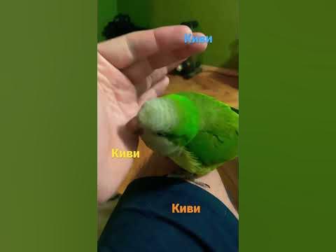КИВИ ПТИЧКА. калита монах (квакер) 12 - YouTube