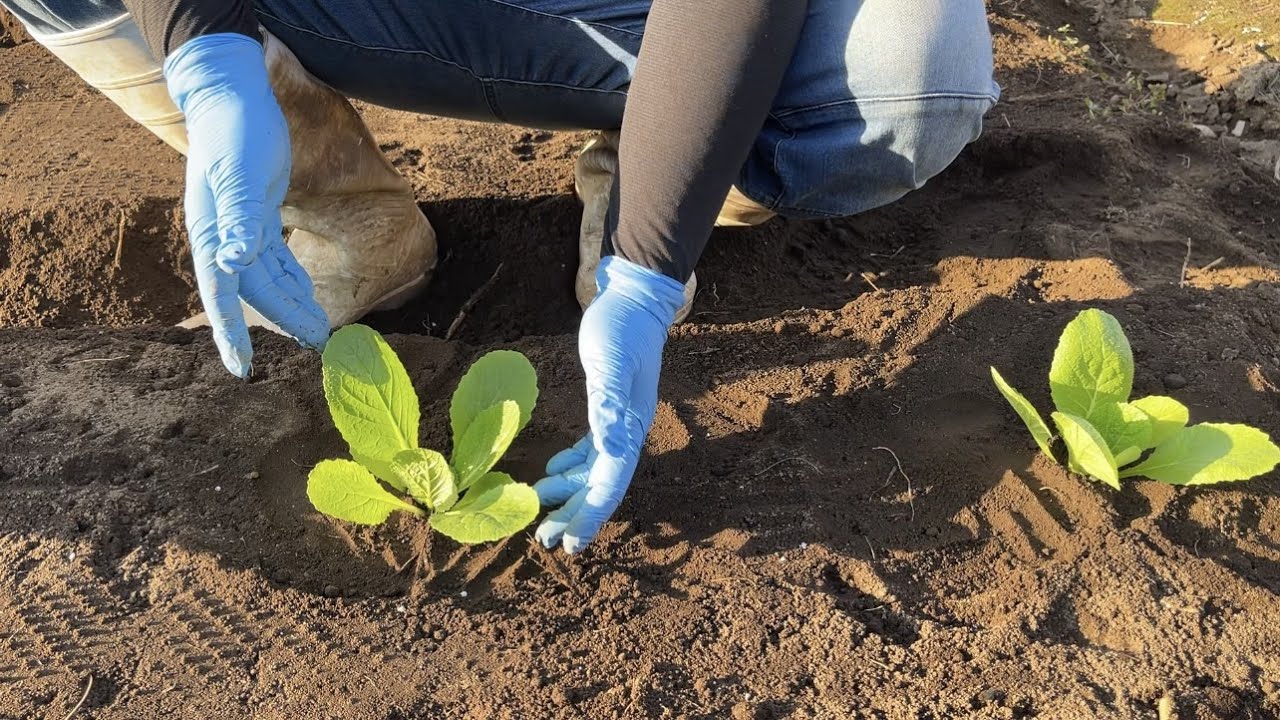 白菜栽培 白菜の育て方は苗の植え方が肝心 21 9 22 Youtube