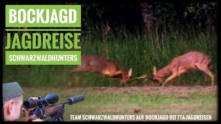 Bockjagd bei TTA-Jagdreisen | kämpfende Böcke | 8 Böcke für Team Schwarzwaldhunters