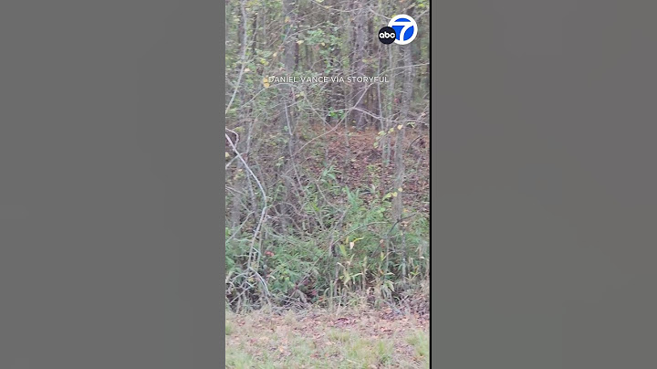 Monkeys spotted after escaping research facility