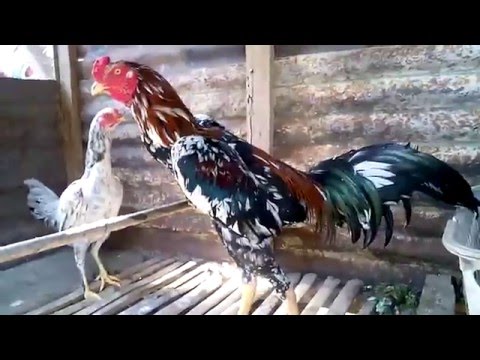 TERNAK AYAM BANGKOK PADANGSIDEMPUAN 