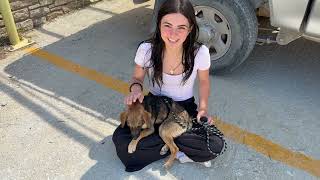Lucky Day for Little Daisy! She Found her Forever Home! - Takis Shelter