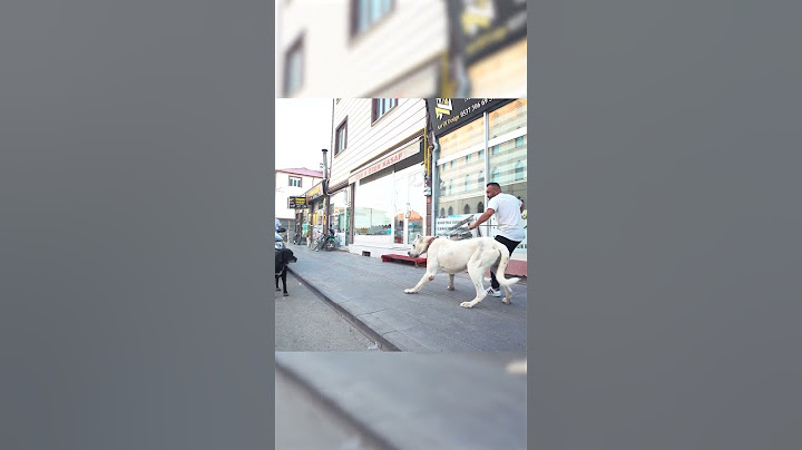 Aslan Gibi Küçülen Köpek! #aslan #köpek #shorts