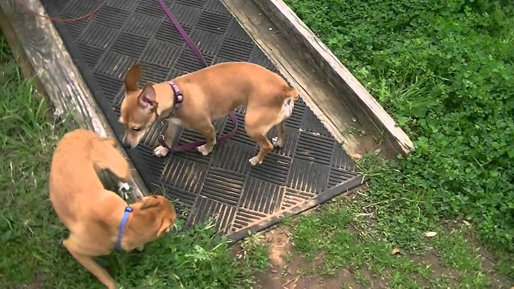 Dog Meet And Greet Near Me