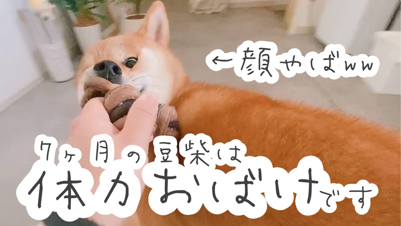 散歩の引っ張りが酷いので、お出かけ前に室内遊びしたけど体力おばけすぎるw