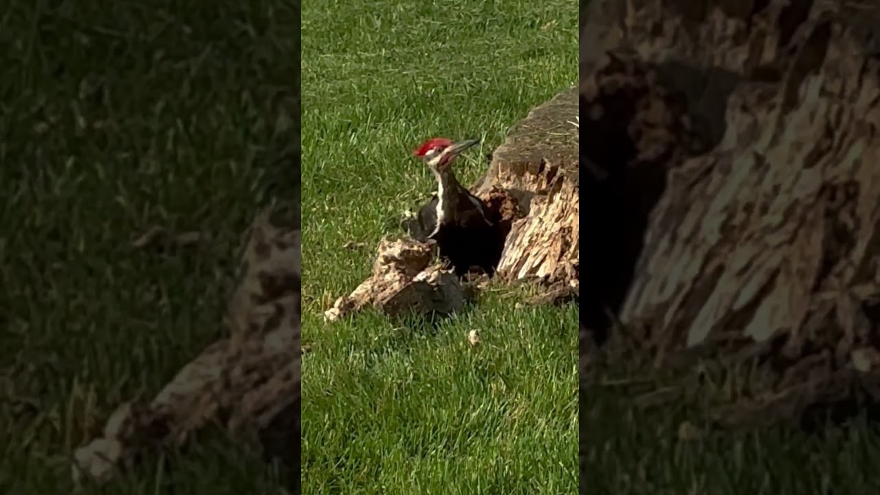 Beautiful Pileated Woodpecker # shorts