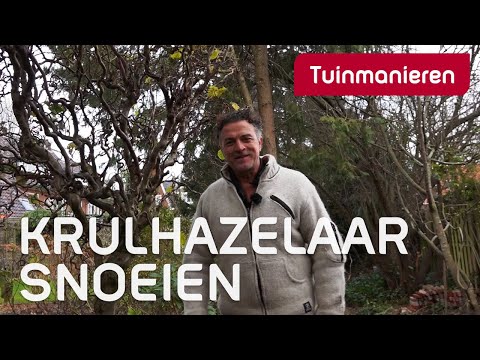 Video: Hoe Herken Je Hazelaarziekten?