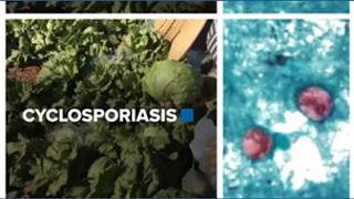 Cyclospora outbreak linked to falling traffic at Taco Bell and other fast food chains