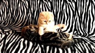 Scottish Fold Massage by Luxury Kittens Scottish Fold 314 views 7 years ago 1 minute, 15 seconds