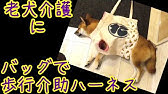 おとなドコノコ 老犬バスタオルハーネスでのお散歩介助 Youtube おとなドコノコ 老犬バスタオルハーネスでのお散歩介助 Youtube