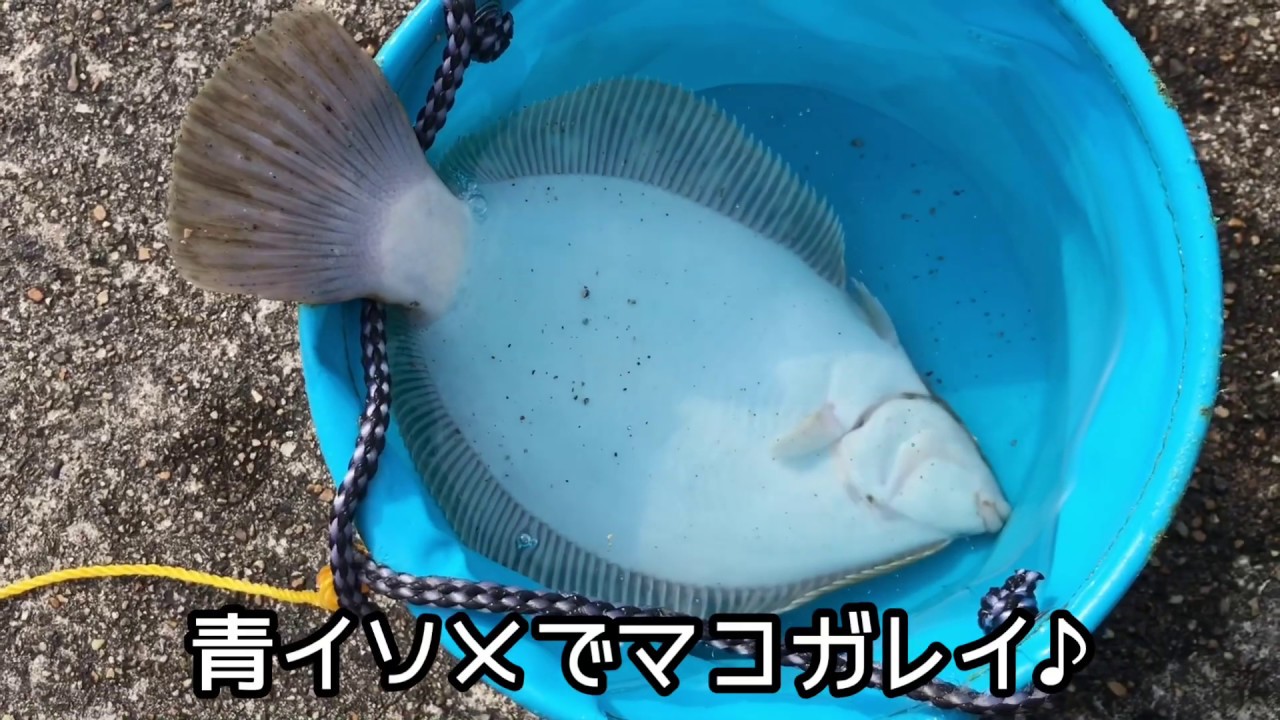 平磯海釣り公園 花見カレイシーズン Fishingmax垂水店 03 15 Youtube 平磯海釣り公園 花見カレイシーズン Fishingmax垂水店 03 15 Youtube