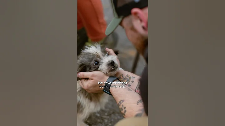 Volunteers Help Pets Affected By #hurricanehelene