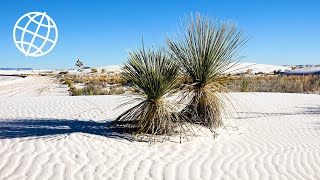 White Sands National Park, New Mexico, USA  [Amazing Places 4K]