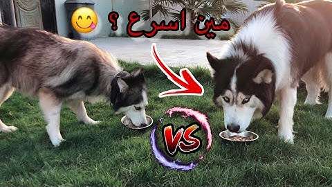 تحدي الاكل 😋 اللي يفوز يسافر معاي البحرين 🇧🇭