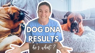 DOG DNA TESTING │ Unexpected Results!