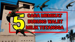 cara memikat burung walet milik tetangga