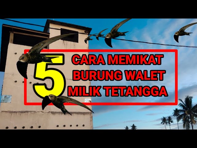 cara memikat burung walet milik tetangga class=