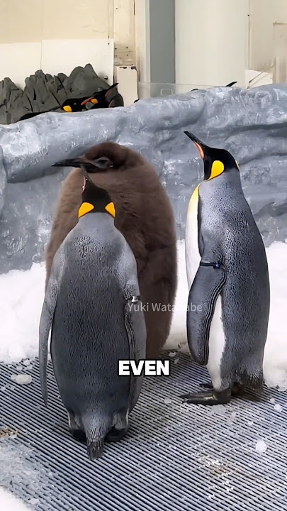 Baby penguin #animal #cute #penguin