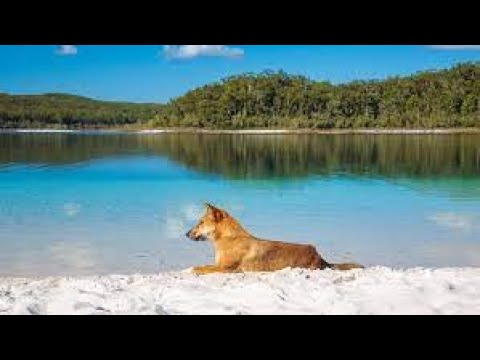 Video: Konsten Att Sakta Resa: Fraser Island, Australien - Matador Network