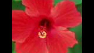 Percy Faith - Theme From A Summer Place