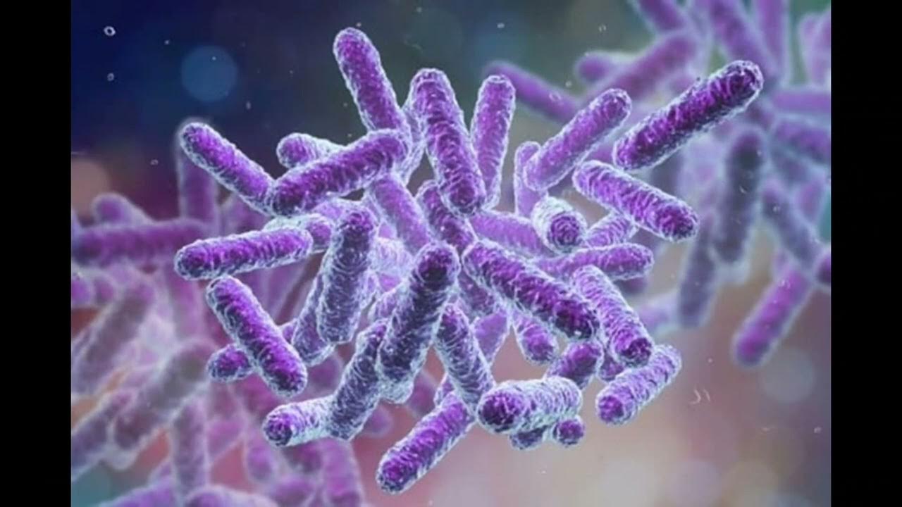 Rhodobacter sphaeroides (bakteri ungu) YouTube