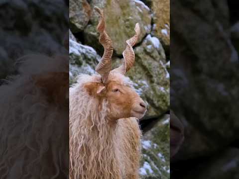 اغتام راكا ذات القرون اللولبية