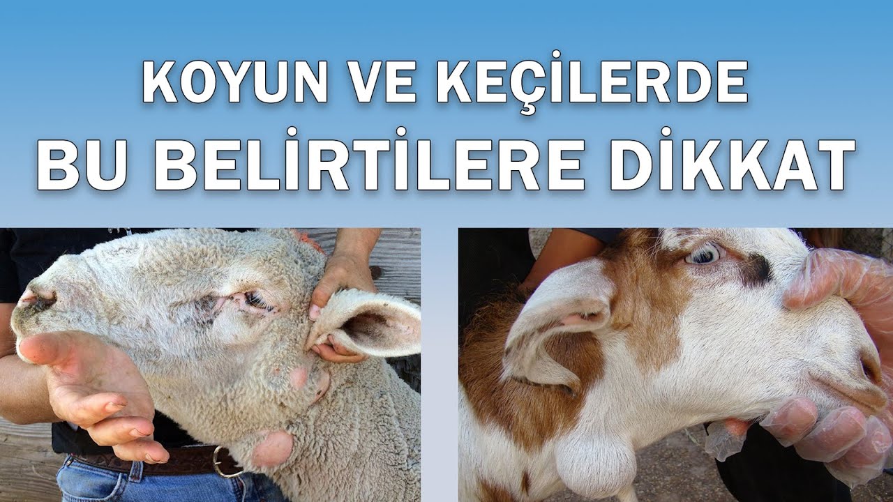 Küçükbaşın gizli düşmanı cırtlak hastalığı