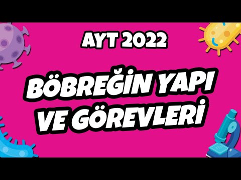 AYT Biyoloji - Böbreğin Yapı ve Görevleri | AYT Biyoloji 2022 #hedefekoş