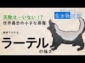 動画でわかる生き物図鑑-ラーテル編【ゆっくり紹介】