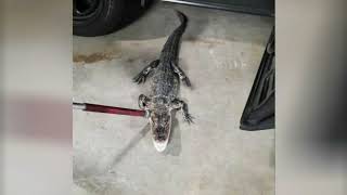 Caught on video: Alligator found in NJ park captured by police after week-long search
