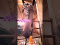 【目👀をつぶらないと食えん！カタイ！🥕】もぐもぐ配信＃馬主#地方競馬＃中央競馬＃外厩＃預託料＃馬房エアコン#トレッドミル