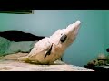 This Cockatoo Has Stompy Feet (Turn up the volume)
