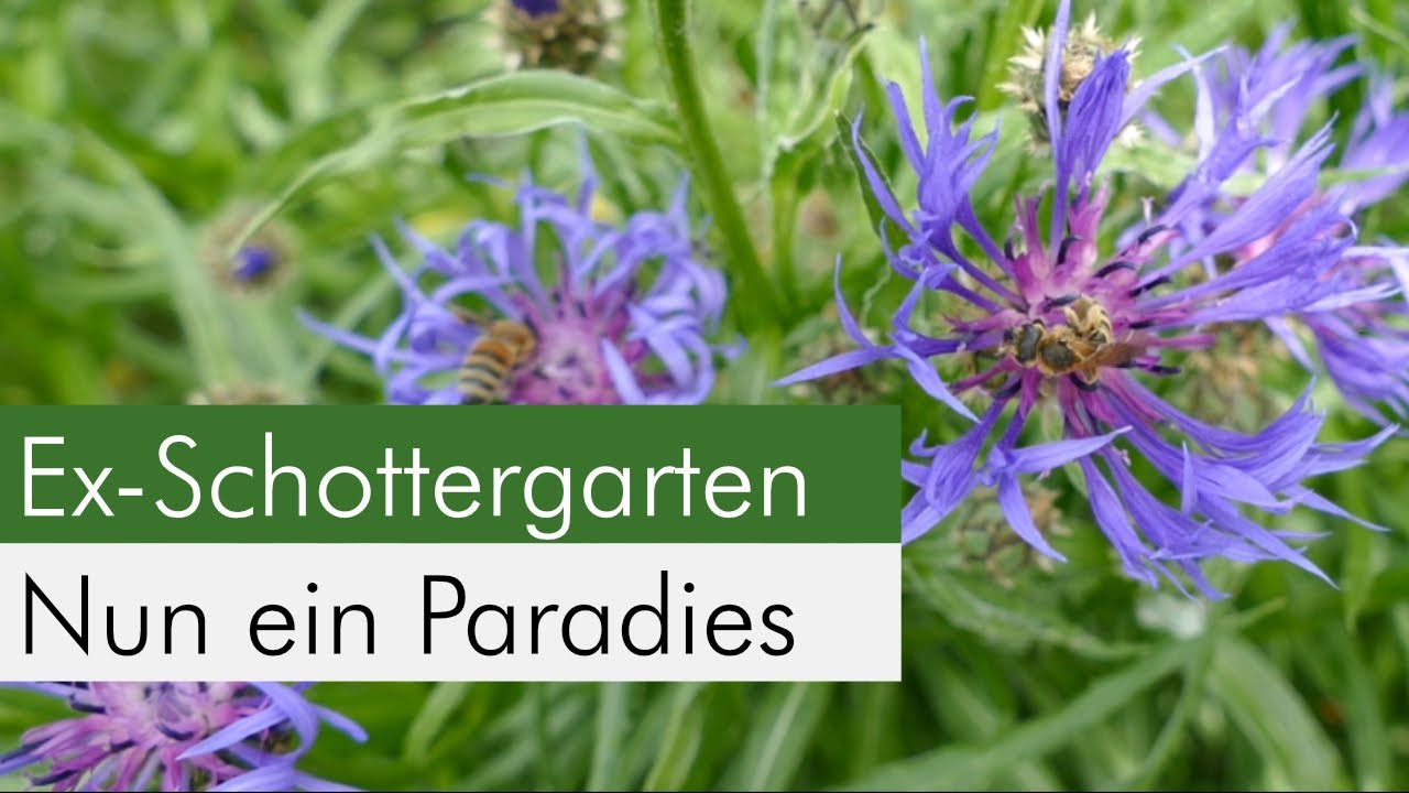 Ein Vorgarten gegen das Insektensterben - so schön kann ein naturnaher Garten aussehen!